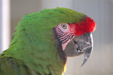 Military Macaw Birdland Park And Gardens