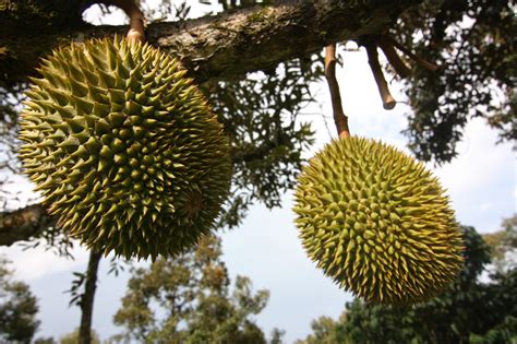 Menurut peniaga durian di georgetown, pulau pinang, harga 1 kilogram (kg) musang king kini antara rm24 dan rm33 sahaja berbanding rm55 sebelum ini. Welcome to 1malaysia Musang King Durian orchard farm ...