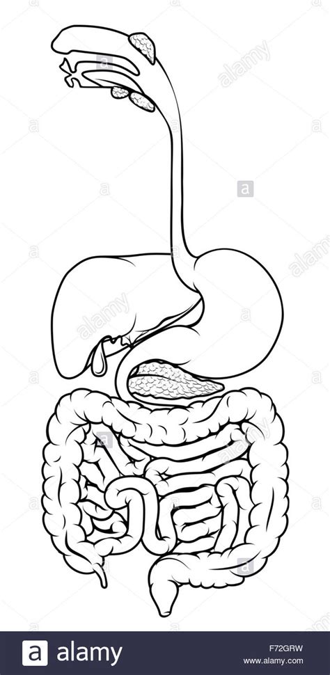 Black And White Illustration Of The Human Digestive System Digestive