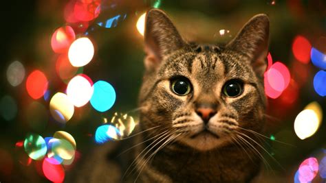 Christmas Cat Free Download Cute Christmas Cat Hd