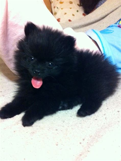 My Baby Boy Jaxon ️ Black Pomeranian Pomeranian Puppy Baby