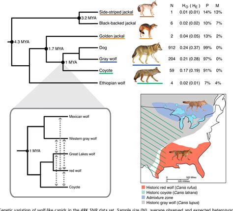 Figure 1 From A Genome Wide Perspective On The Evolutionary History Of