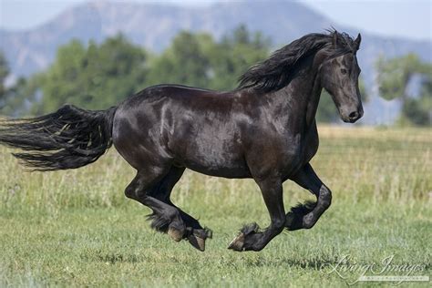 Purebred Black Friesian Gelding Running In Longmont Co Horses
