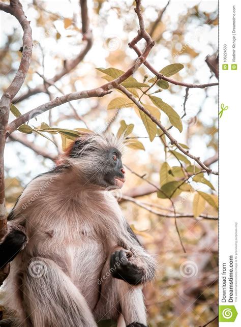 Monkeys In The Natural Habitat In The Trees Afternoon Primates Stock