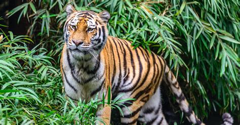 Their colors vary from orange to brown that are splashed with white areas and black stripes. In a World's First, Tiger is Receiving a Prosthetic Leg ...