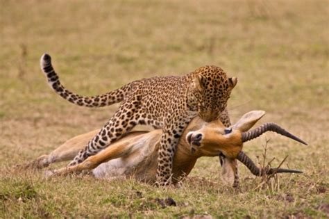 We predators appear to be the minority =3 i suppose that means more prey to go around. Predator-Prey Relationships - Kruger National Park