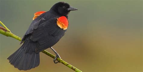 9 Types Of Blackbirds Found In Ohio Id Guide 2023