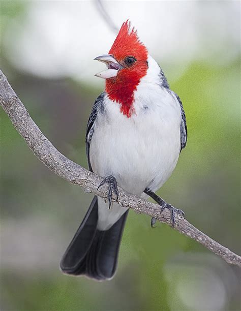 Red Crested Cardinal Photograph By John Vose Pixels