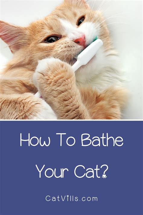 We know you love your fluffy family member, so bathing may not be your cat's favorite thing to do and they may hesitate as first, or even give you a. Bathe your cat? No, seriously! Stop laughing! You totally ...
