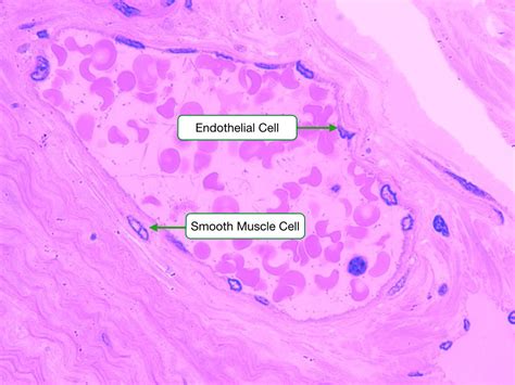 Structure And Function Of Blood Vessels Lab