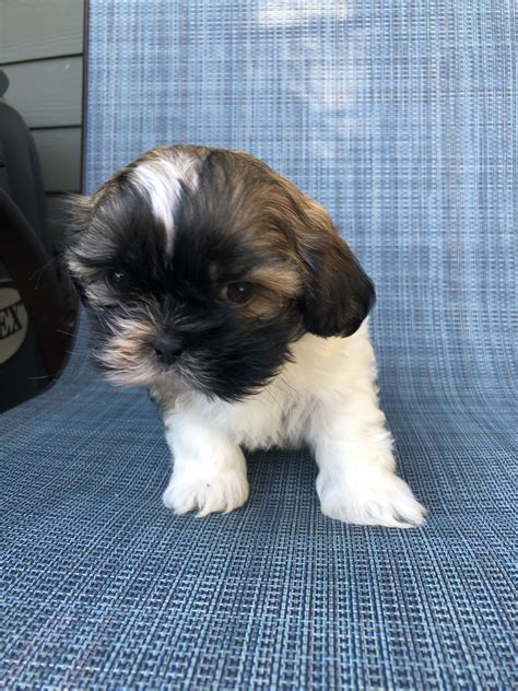 Shih tzu puppies for sale in indiana select a breed. Shih Tzu Puppies For Sale | Greenwood, IN #311116