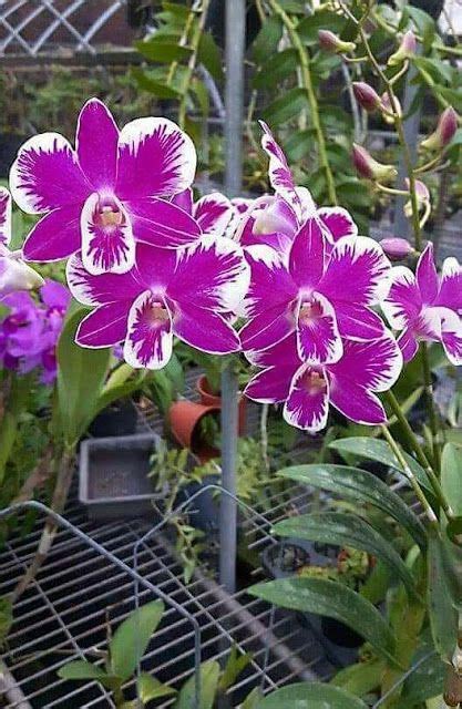 HOA PHONG LAN VIỆT VIETNAM ORCHIDS Viet Orchids Indoor Flowers Cactus Flowers