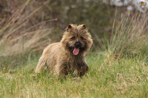 Cairn Terrier Dog Breed Information Buying Advice Photos And Facts