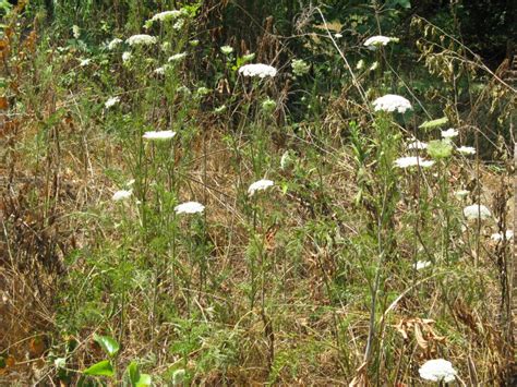 Queen Annes Lace A Roadside Beauty Friesner Herbarium Blog About Indiana Plants
