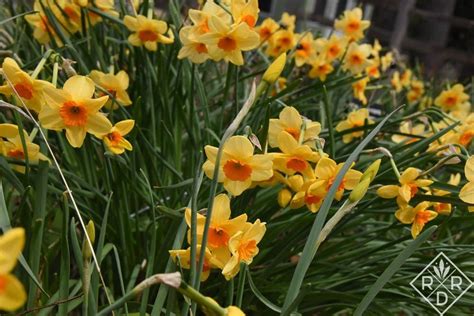 Easy to grow flowers in texas. Ten more easy flowers to grow in Oklahoma | Easiest ...