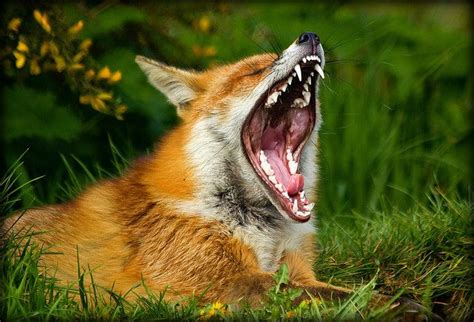 Yawning Fox Fox Yawning Cat Yawning