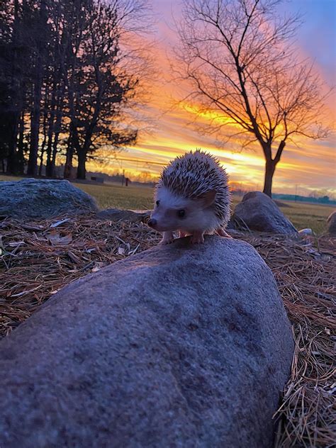 A Pretty Hedgehog With A Pretty Sunset Country Roads Sunset Plants