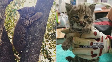 2 Baby Bobcats Rescued In Same San Anselmo Neighborhood