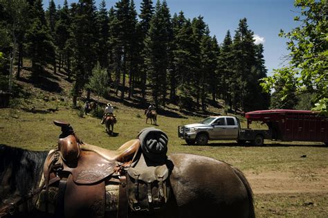 Modern Day Cowboys Drive Cattle In Colorado