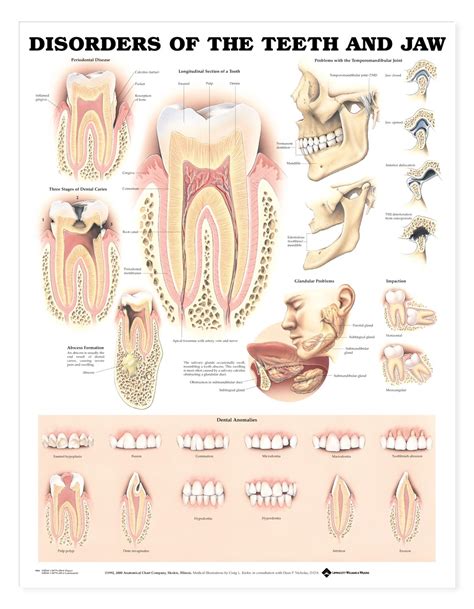 Human Lower Jaw Anatomy