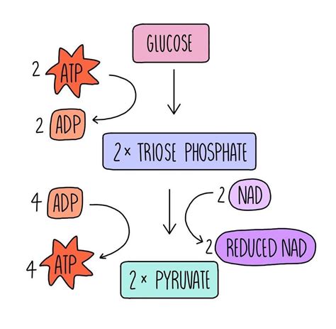 What Is Glycolysis Superprof