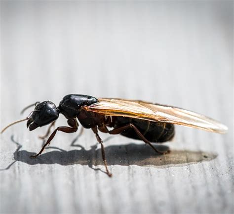 Flying Ants Vs Termites Know The Difference Moyer