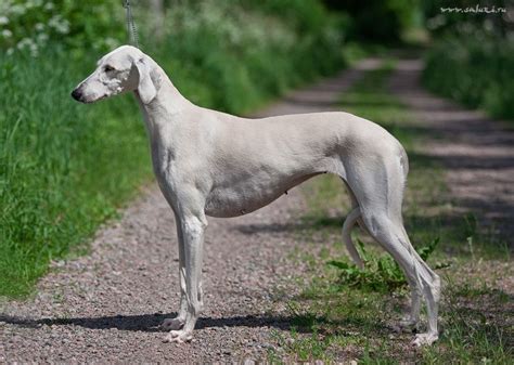 Saluki Greyhound Persian