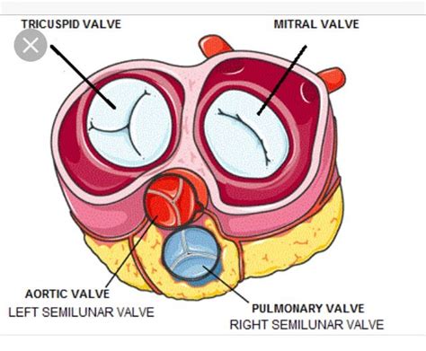 Mitral Valve Is Called The Bicuspid Valve Bc Its The Only Heart Valve