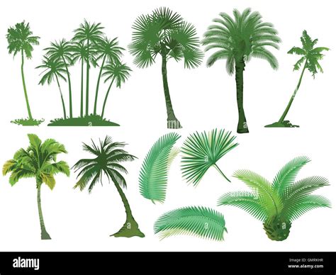 Palmera De Coco Imágenes Vectoriales De Stock Alamy