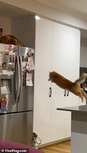 Flop Cat Hilarious Moment Simba The Kitten Tries To Leap On Top Of A