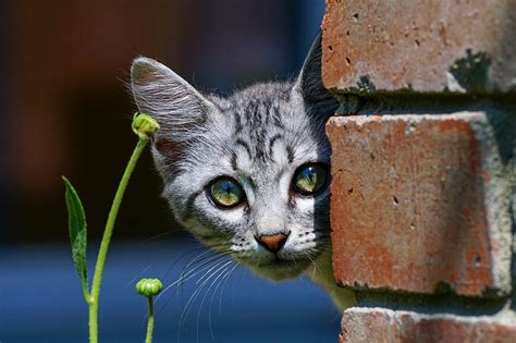Cats Cat Cute Peeking Hd Wallpaper Peakpx