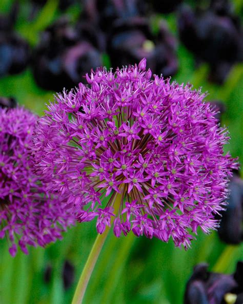 Allium Purple Sensation Bulbs — Buy Dutch Garlic Online At Farmer