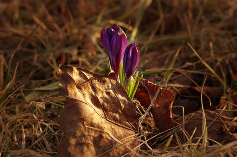 Colorful Crocuses As Early Spring Symbol Stock Image Image Of Plant