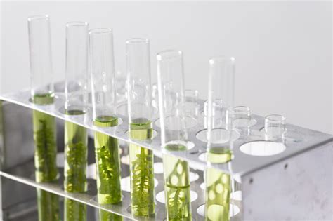Photobioreactor in lab algae fuel biofuel industry ...