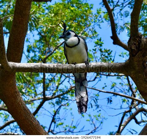 Blue Magpie Jay Costa Rica Stock Photo 1926477194 Shutterstock