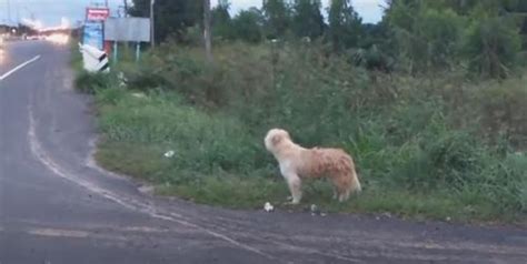 Ein Treuer Hund Blieb 4 Jahre Lang Am Selben Ort Und Wartete Auf Seinen