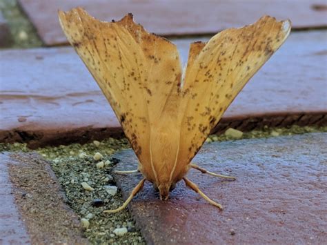 Fall Camouflage Maple Spanworm Moth Ennomos Magnaria Moths