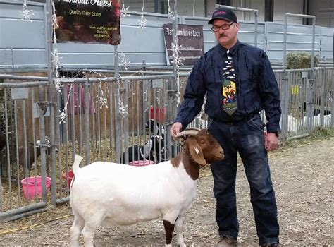 Goat Extravaganza Is Coming To Mj Local News