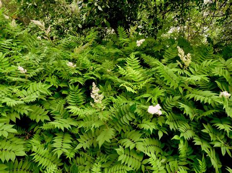 He and his culinary team refresh these dishes in a way that keeps our food familiar and approachable, but remains bold, exciting and different. The Retirement Chronicles: Goat's Beard? and Other Garden ...