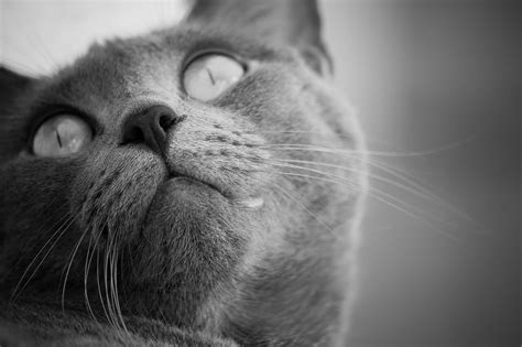 Several factors determine how long a cat lives. How Long Do Cats Live Really? Life Expectancy Of Cats