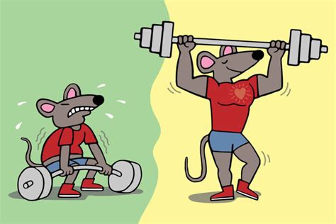 Gene Therapy In Mice Builds Muscle Reduces Fat Washington University Babe Of Medicine In St