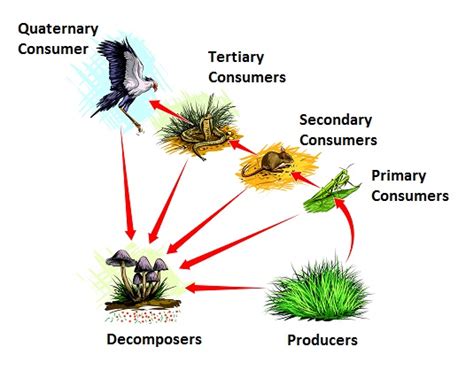 Food Web With Decomposers - My Food