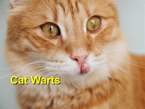 Cat Warts Russell Creek Pet Clinic And Hospital