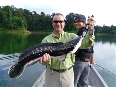 Feel free to ask for translations; Snakehead Fishing in Malaysia