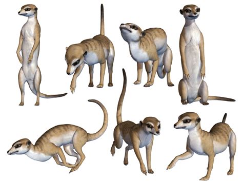 Meerkats Png Stock By Roys Art On Deviantart