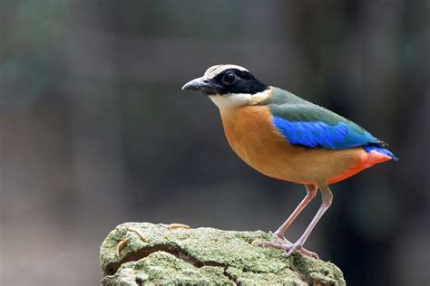 The 10 Most Popular Birds In Southeast Asia