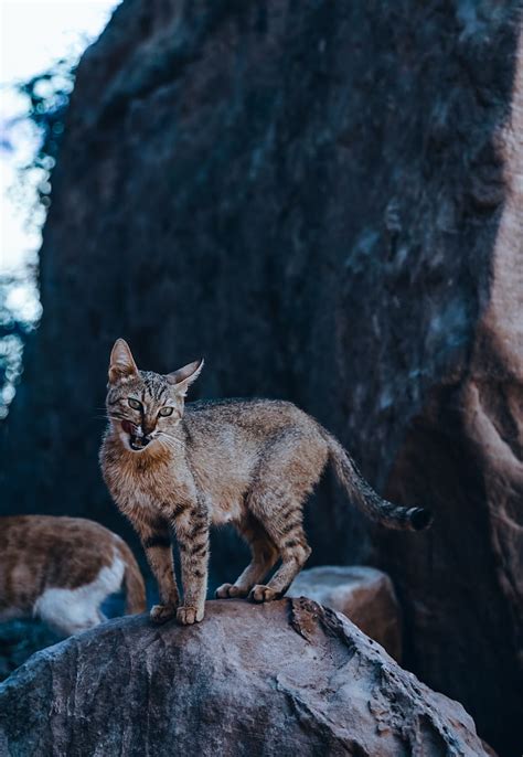 Cat Tongue Protruding Funny Wild Animal Hd Phone Wallpaper Peakpx