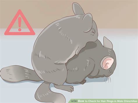 How To Check For Hair Rings In Male Chinchillas 13 Steps