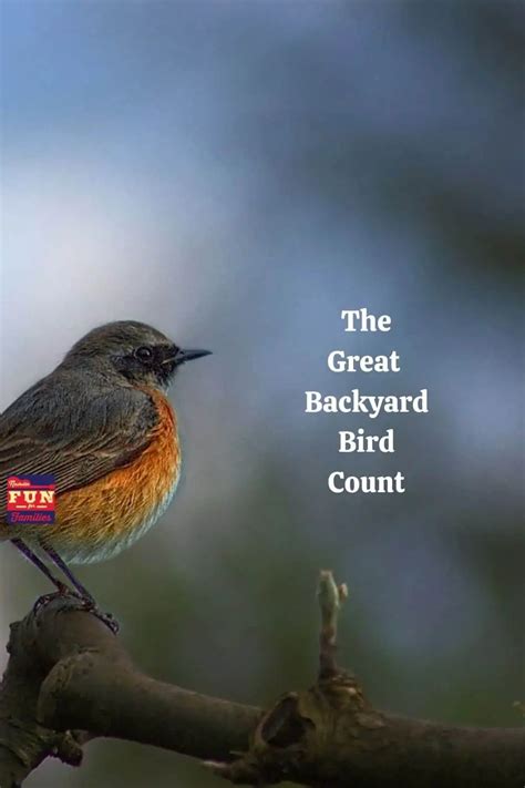 2023 Great Backyard Bird Count Nashville Fun For Families