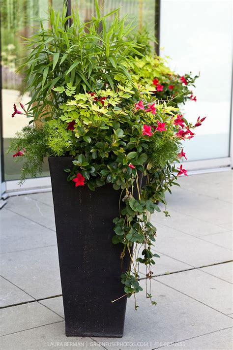 Outdoor pots need a little more thought. Planting in Large Containers | Decorative planting in ...
